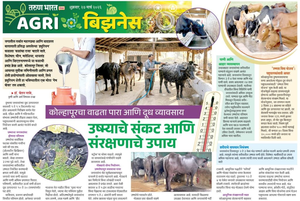 कोल्हापूरचा वाढता पारा आणि दुध व्यवसाय
