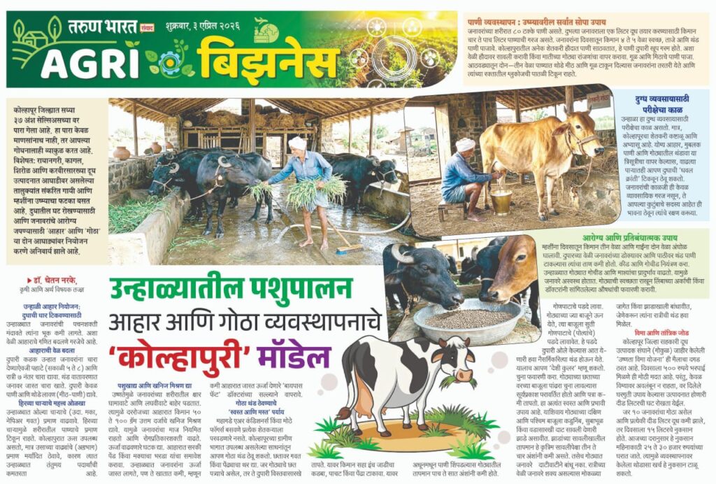 उन्हाळ्यातील पशुपालन- कोल्हापुरी मॉडेल