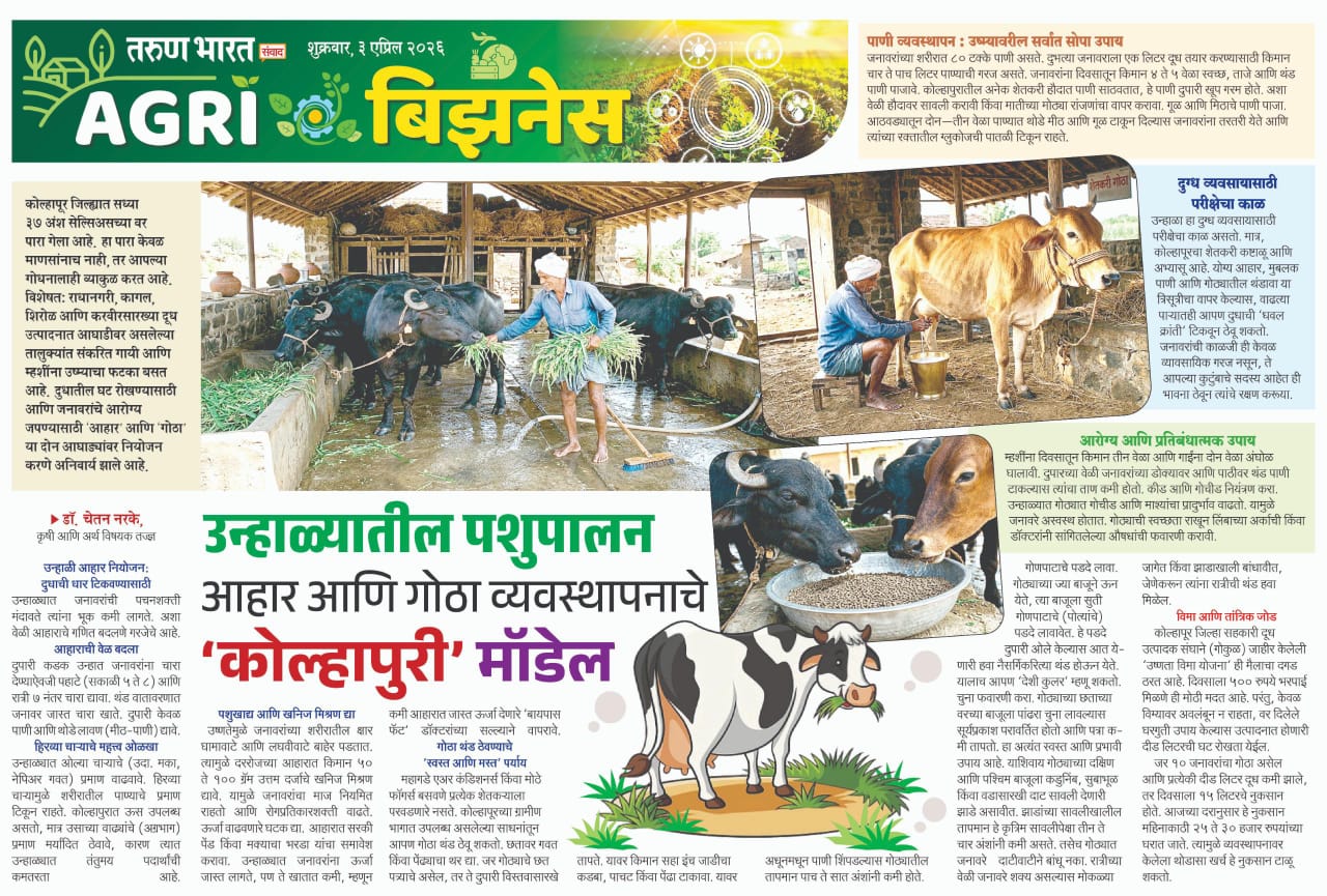 उन्हाळ्यातील पशुपालन- कोल्हापुरी मॉडेल